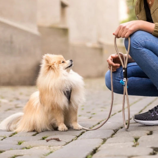 Curli Stretch Comfort Leash