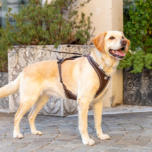 Curli Belka Harness