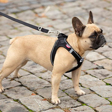 Curli Vest Harness For Small Dogs